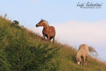 Cavalli - Horses